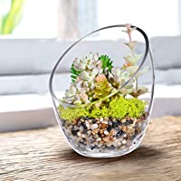 KNIKGLASS - Cuenco de Burbujas de Corte Inclinado Transparente- Cuenco de Pescado y terrario de Plantas- Tarro de…